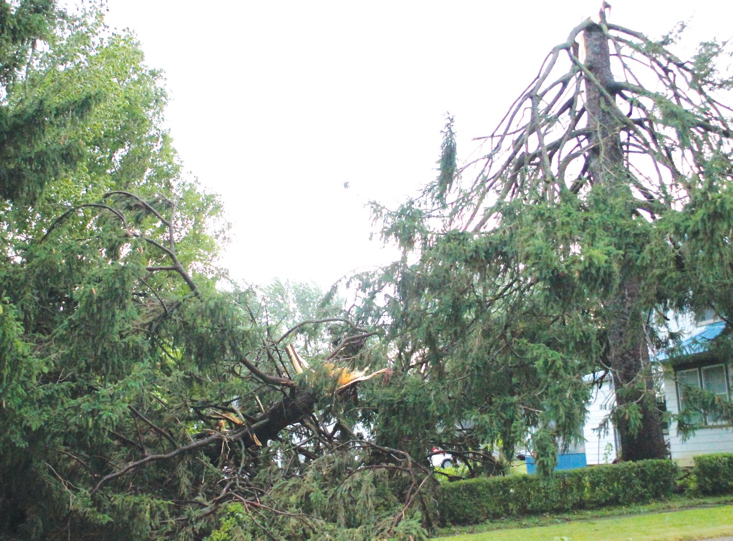 A large evergreen was snapped in half by strong winds Monday on B Ave. in Kalona.